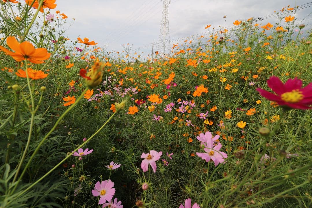 超広角レンズ Canon EF-S 10-18 f/4.5-5.6 IS STM