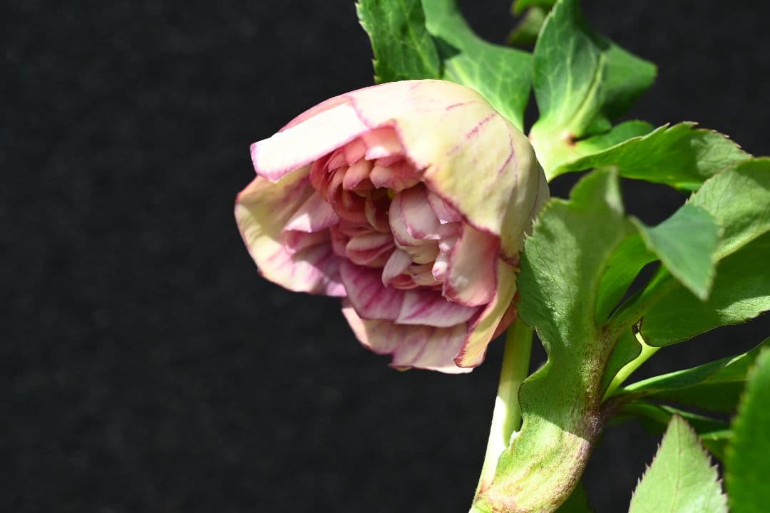 クリスマスローズ 認定！アフロディーテ 加藤農園 - メルカリ