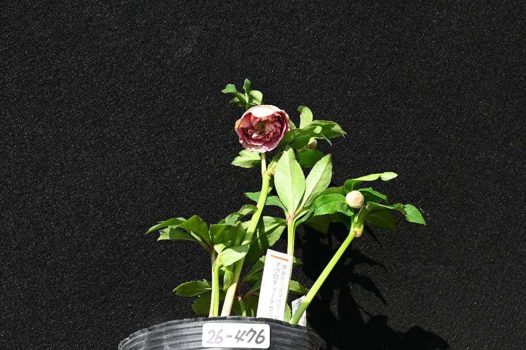 クリスマスローズ 認定！アフロディーテ 加藤農園 - メルカリ