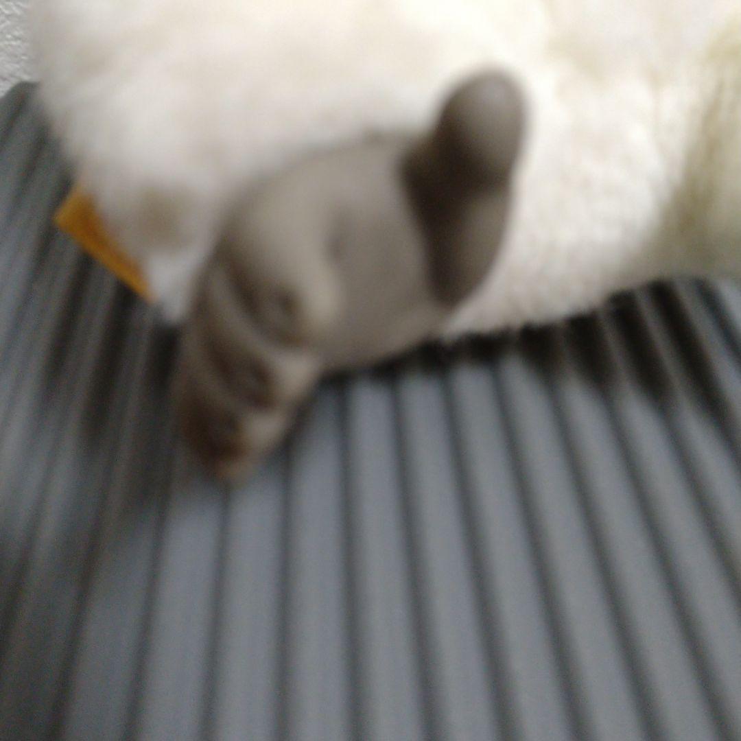 コダック コダカラー KIKO ゴリラ ぬいぐるみ - メルカリ