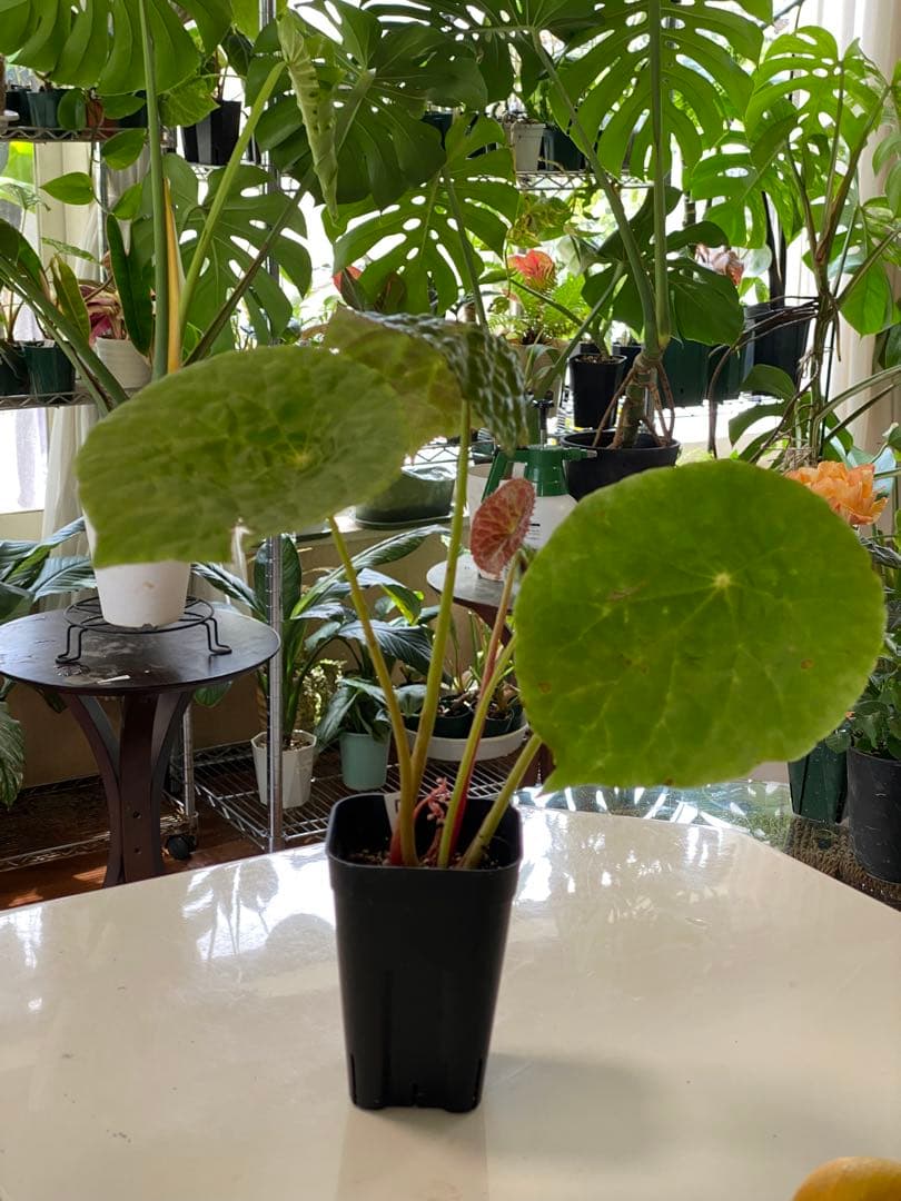 ベゴニア フートエンシス Begonia Phuthoensis✨✨大型D - メルカリ