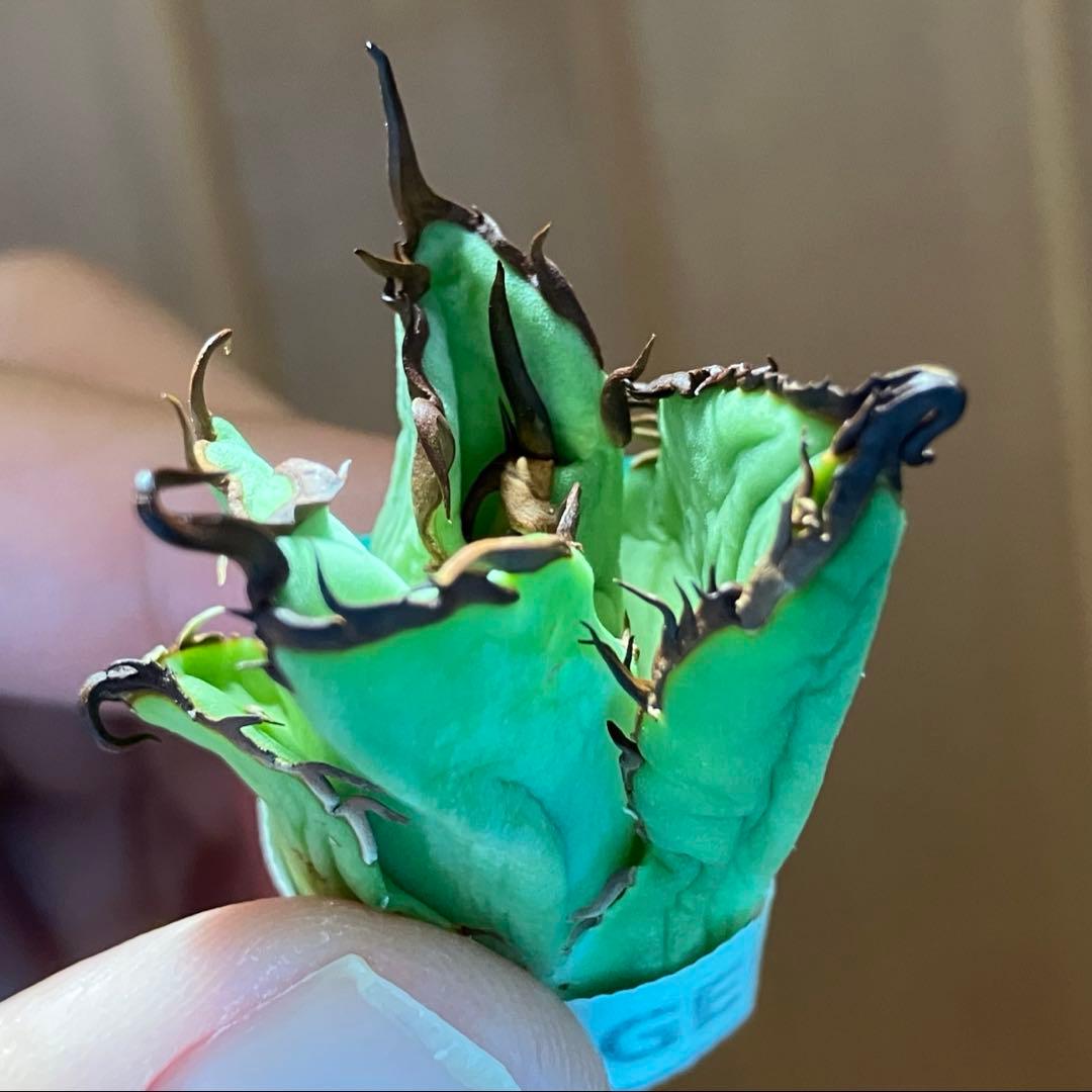 松*下様 オークション【匿名配送】REZA産 選抜株 アガベ RED STAG