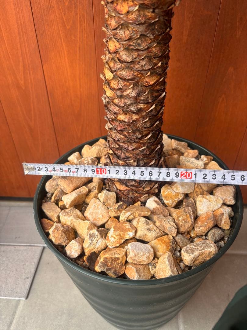 ユッカ　デスメティアーナ　幹立ち　3頭　極太　値下げ！