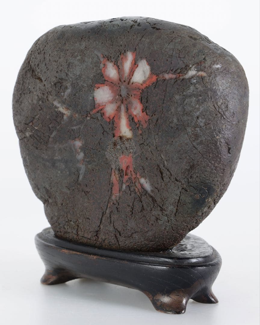 菊花石 菊紋石 1.1kg 台座・木箱付 鑑賞石 原石 水石 盆石 飾石 美石