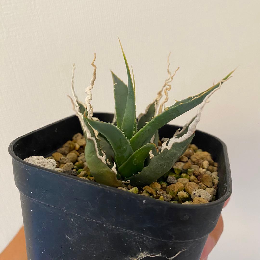 アガベ ユタエンシス エボリスピナ 超陽炎 子株 未発根 - メルカリ
