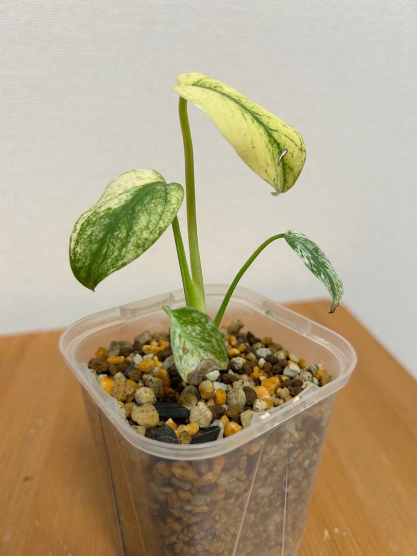 モンステラ ホワイトモンスター(天津蘭) 3号＊