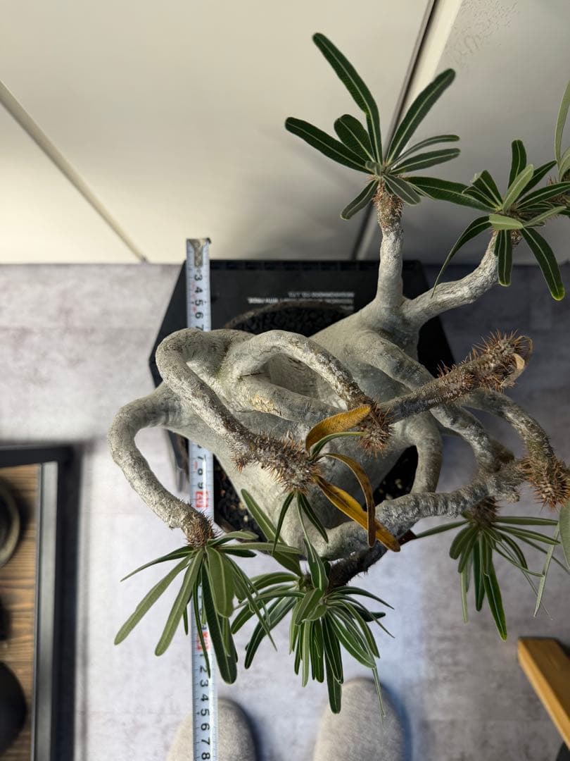 むむむさん　専用