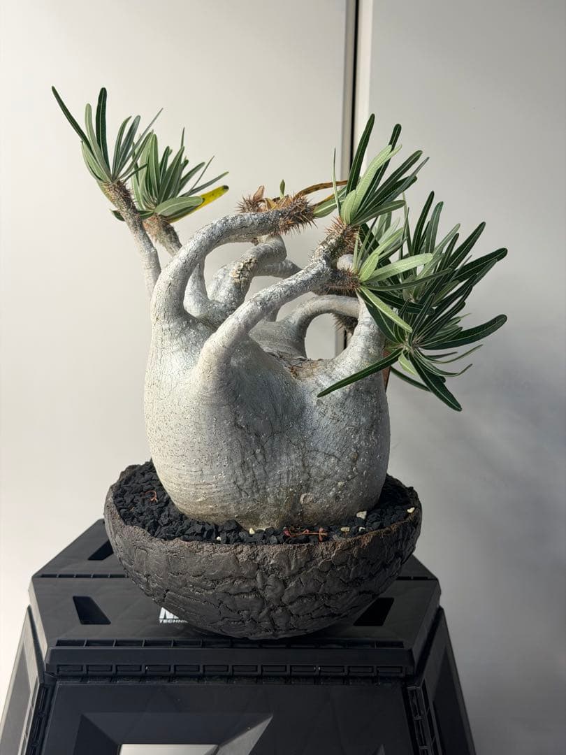 むむむさん　専用