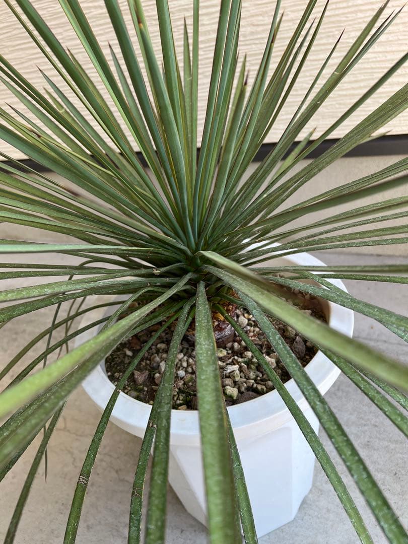 セール】ユッカ・ケレタロエンシス ワイドリーフ / ビザールプランツ