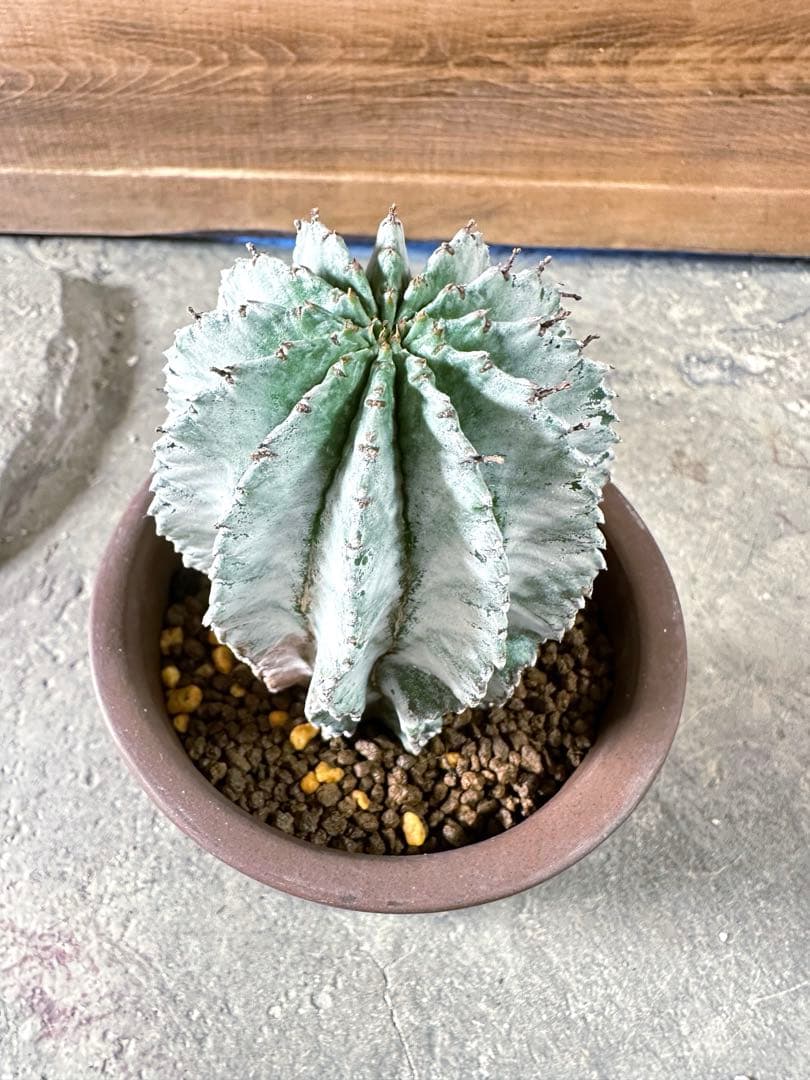 ユーフォルビア 宮井アルバ ホリダ バリダ オベサ - メルカリ