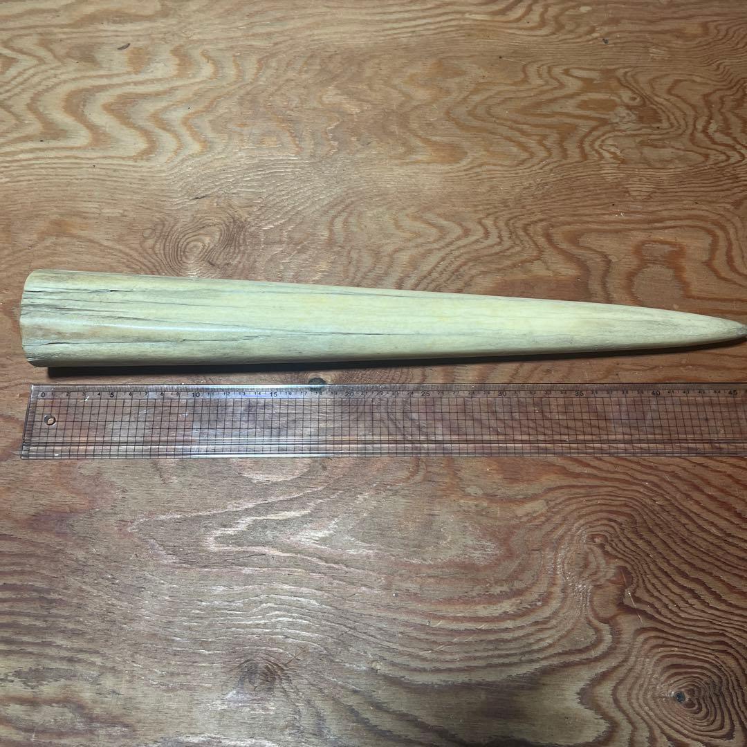 シロカワカジキ 角 特大 激レア！ - メルカリ