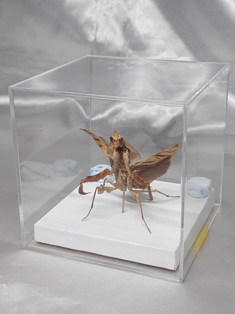 マオウカレハカマキリ雌 立体標本 魔王枯葉 ラスト1 - メルカリ