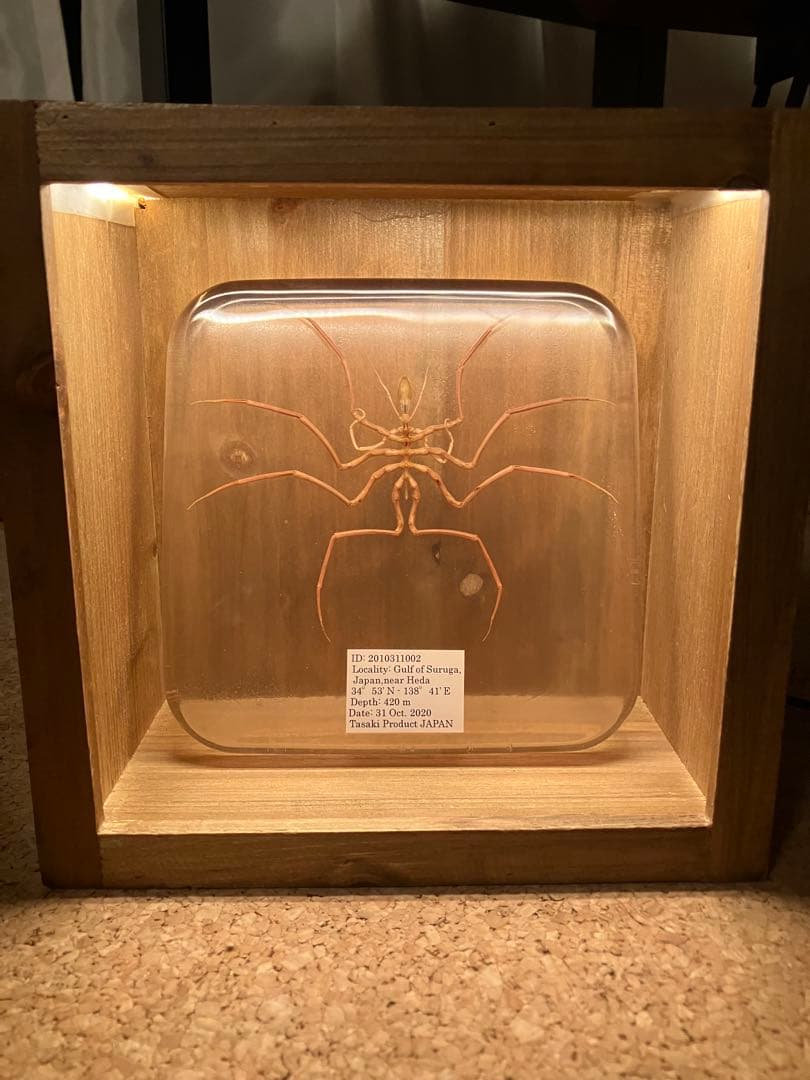 ウミグモ 深海生物樹脂封入標本 LEDライト付き 木製ケース - メルカリ