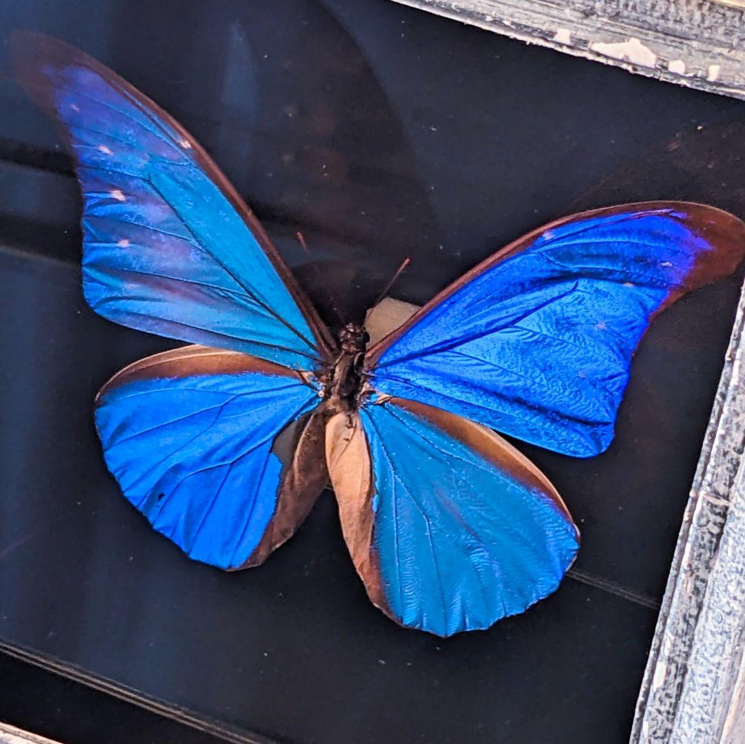 美品「レテノールモルフォ」標本　専用ケース付(ハンドメイド) 美品「レテノールモルフォ」標本 専用ケース付(ハンドメイド) - メルカリ