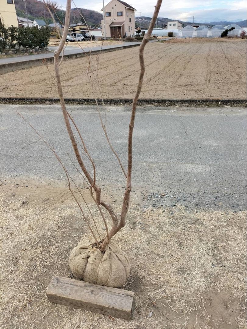 山採り ヤマツツジ 自然樹形 - 落葉樹オンライン ストア