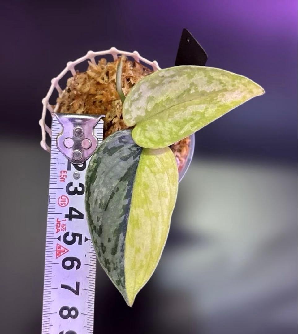 スキンダプサス 綺麗な セット F1