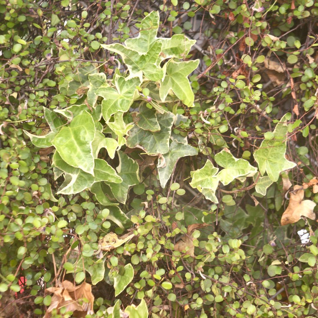 Voigtlander Voigtar 7.5cm f/6.3 銘レンズ