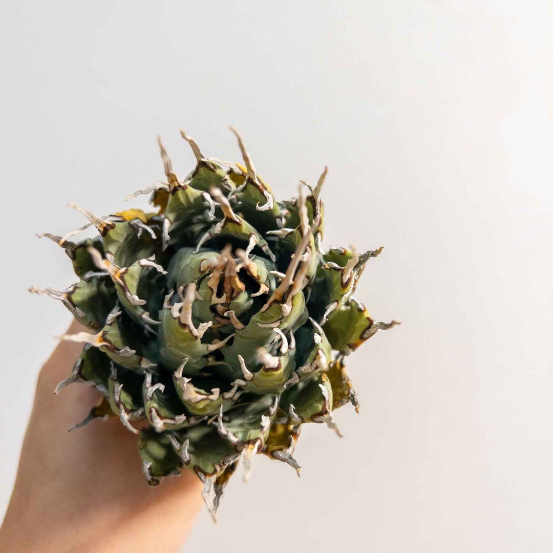 60 ユタエンシス エボリスピナ 現地株 ベアルート 陽炎 アガベ - メルカリ