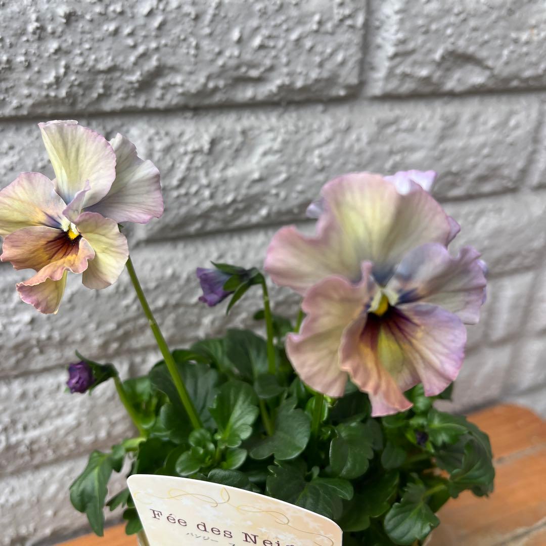 MIYABI様専用 メルカリ便 6苗 - 花ブランド 品 通販