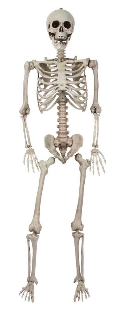 170cm 等身大 骸骨 可動関節 人体模型 - メルカリ
