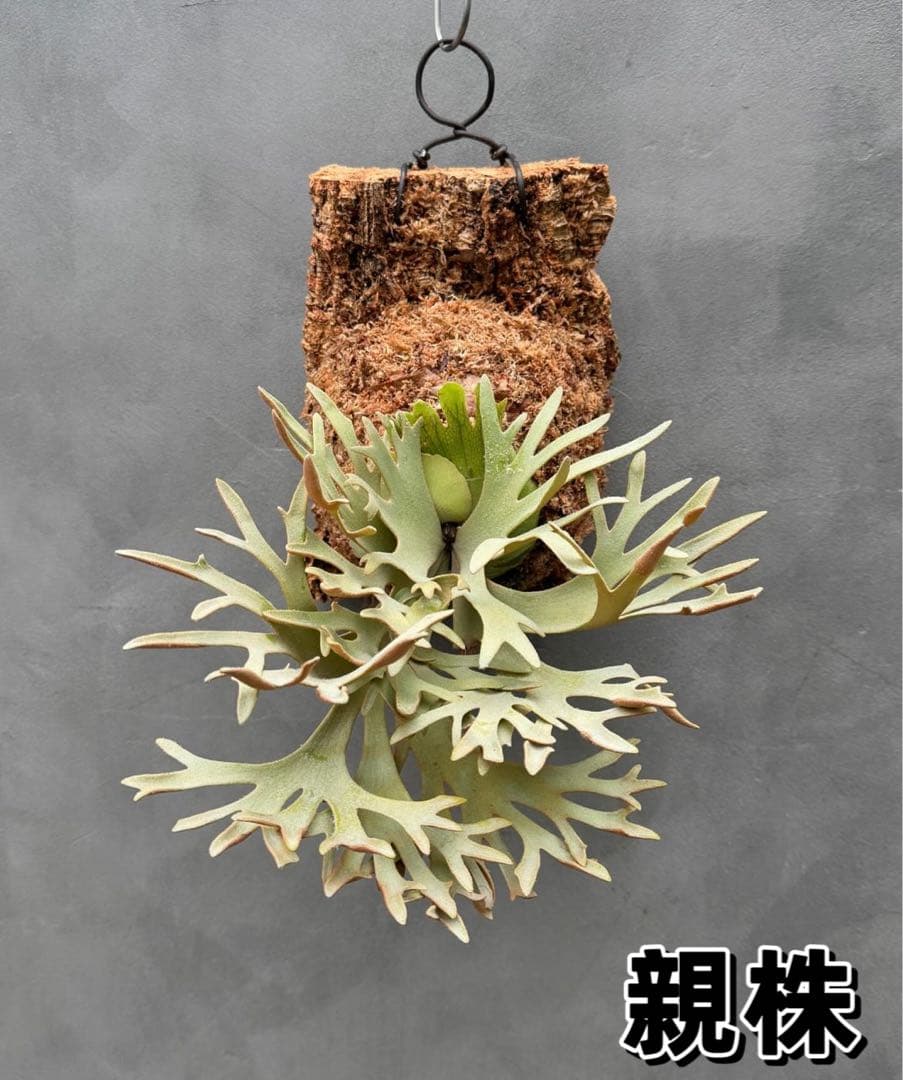 y*9様 ビカクシダ willinckii Golden Boy sporeli y*9様 ビカクシダ willinckii Golden Boy sporeli P. willinckii cv