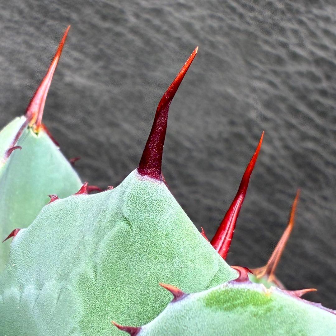 た*か様 アガベ 「特選パリー」トランカータスーパー コンパクト 短葉