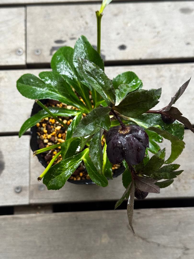 クリスマスローズ 開花株 小輪多弁ブラック(クレオパトラ×美黒姫