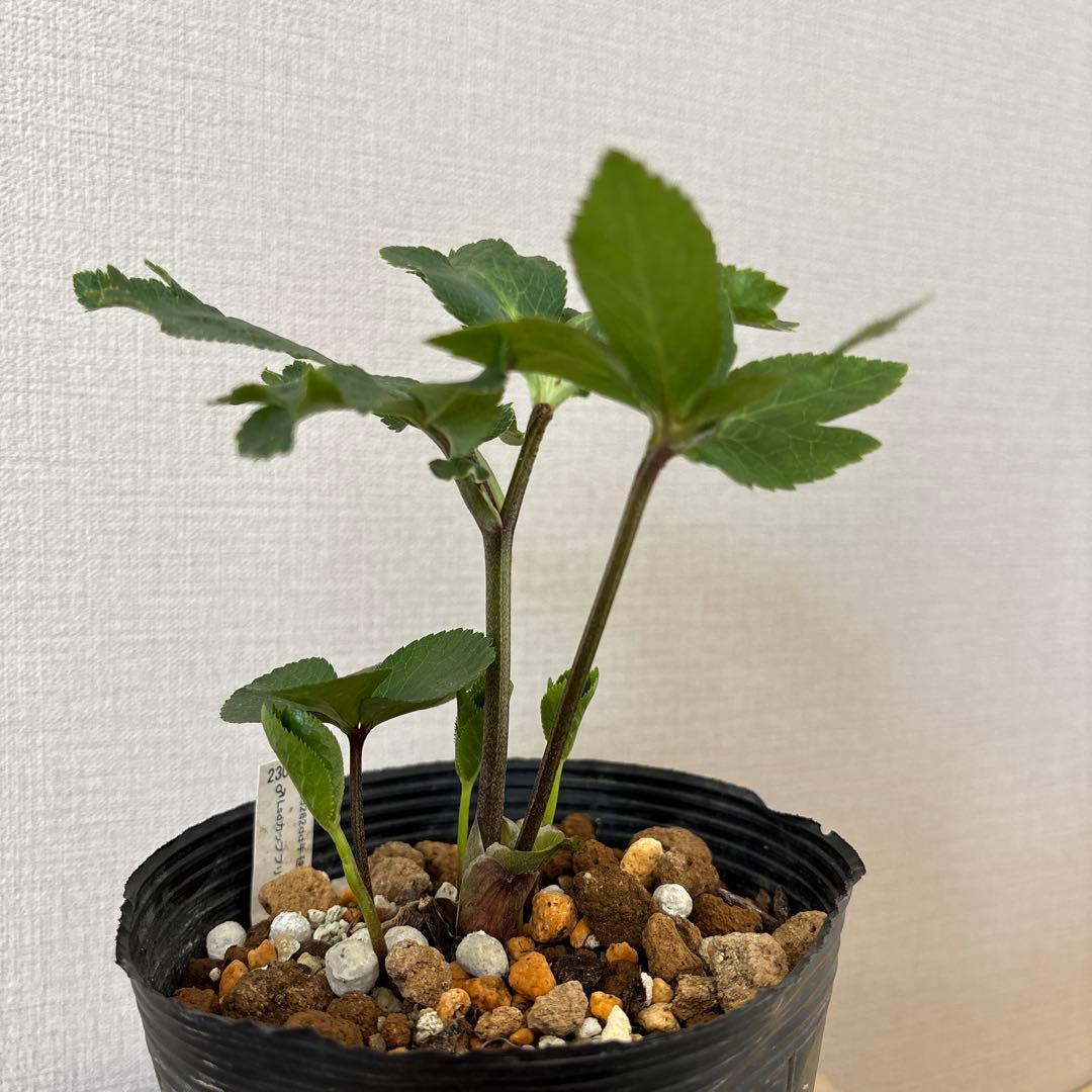 加藤農園 クリスマスローズ カップ咲き SD - メルカリ