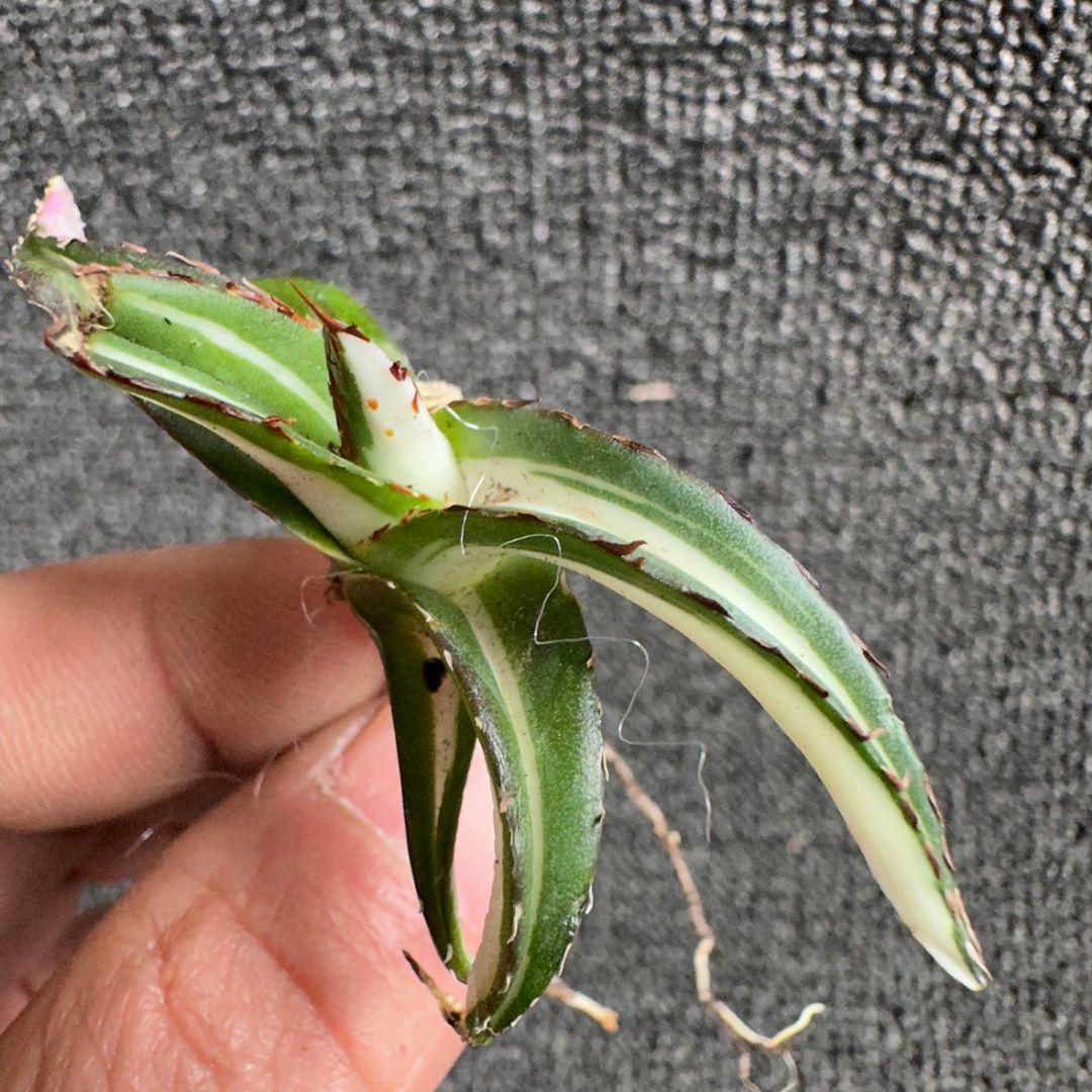 2171アガベ チタノタ 丸叶氷山錦 白中斑 極上中小株 5株セット - メルカリ