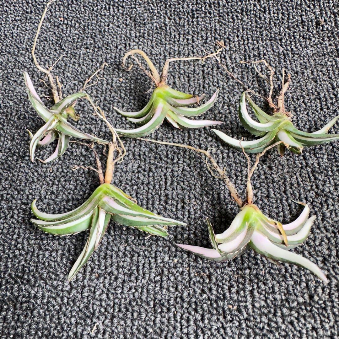 2171アガベ チタノタ 丸叶氷山錦 白中斑 極上中小株 5株セット - メルカリ