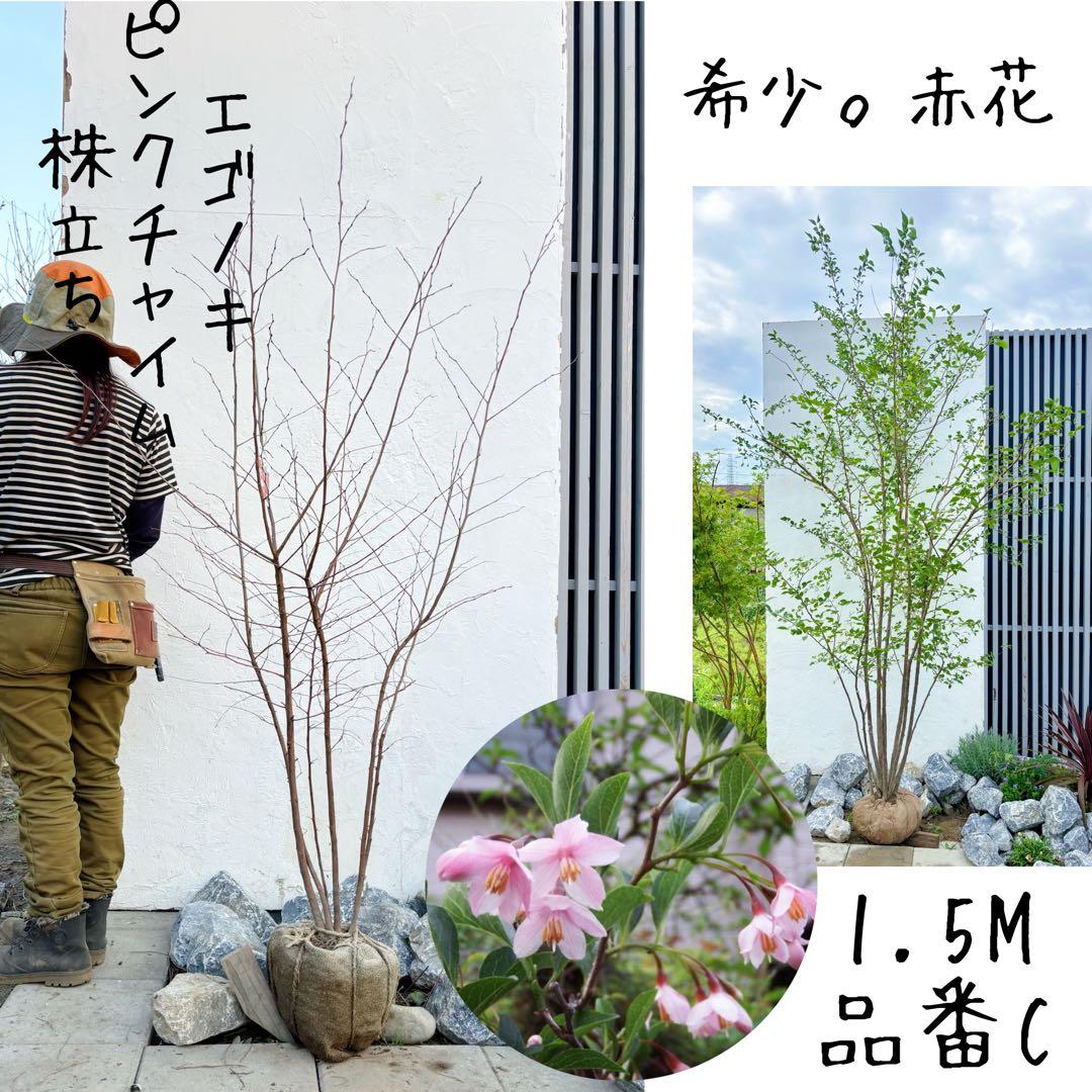 希少。赤花エゴノキピンクチャイム株立ち1.5M(鉢底から) - メルカリ