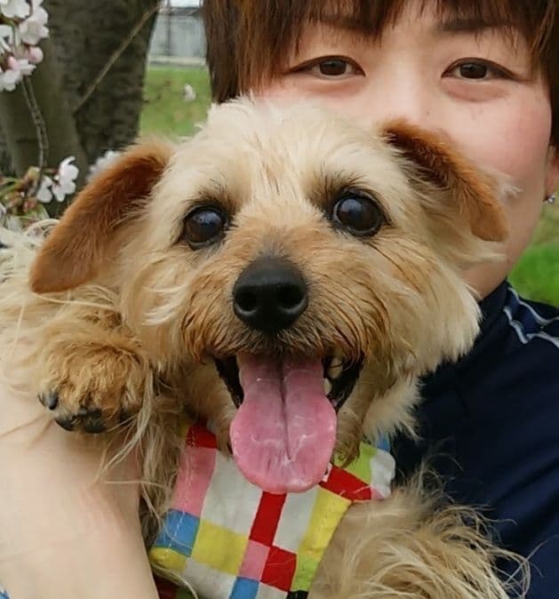 Sky　Flowerサマ❤️ Kawazu Zakura cherry blossoms and canola flowers in Minami Izu