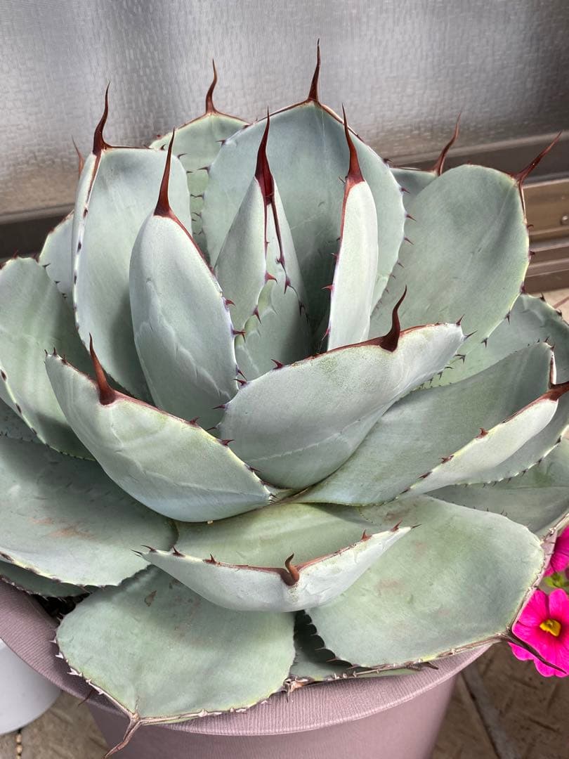 アガベ パリー トランカータ 大株