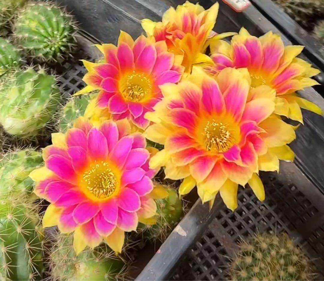 多肉植物 花サボテンロビビア属 サニー（カキコ） - メルカリ