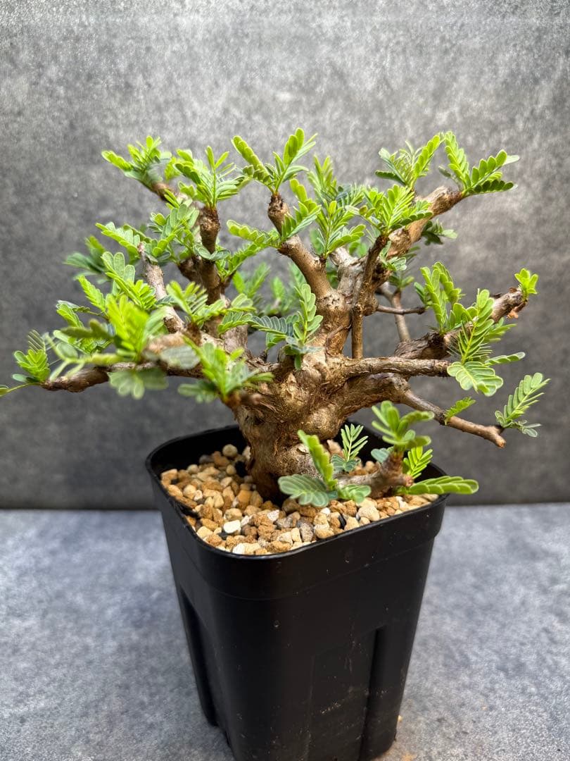 センナ メリディオナリス 海外実生 発根済 206