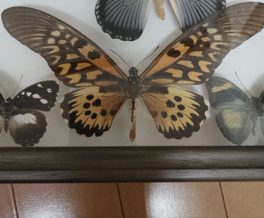 蝶標本　ドルーリーオオアゲハ ドルーリーオオアゲハ 標本[32073000702]の写真・イラスト素材｜アマナ