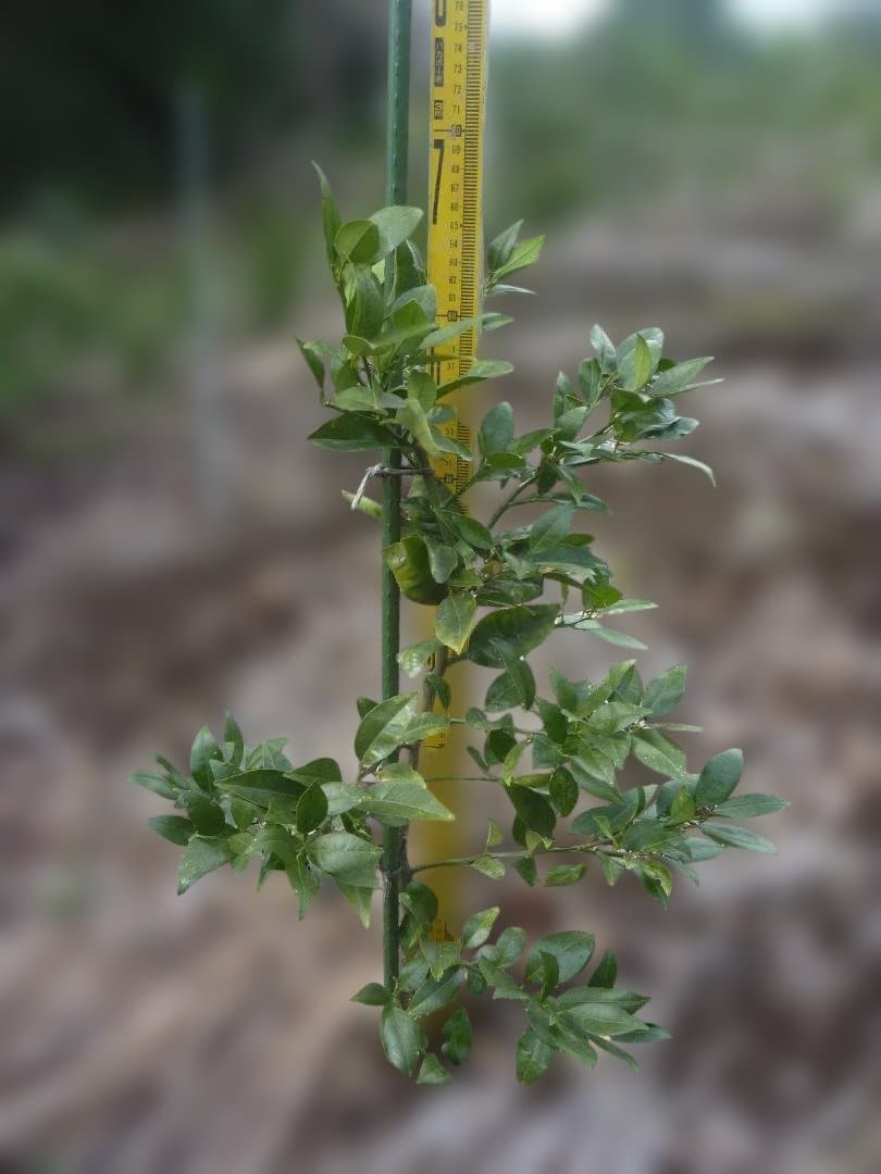 湘南ゴールド 果樹苗木 約70cm - メルカリ