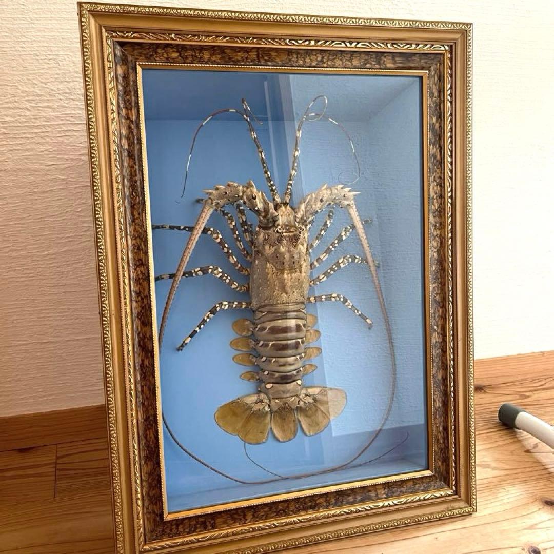 昭和レトロ】【特大】伊勢海老ゴシキエビニシキエビ剥製•標本（ガラス