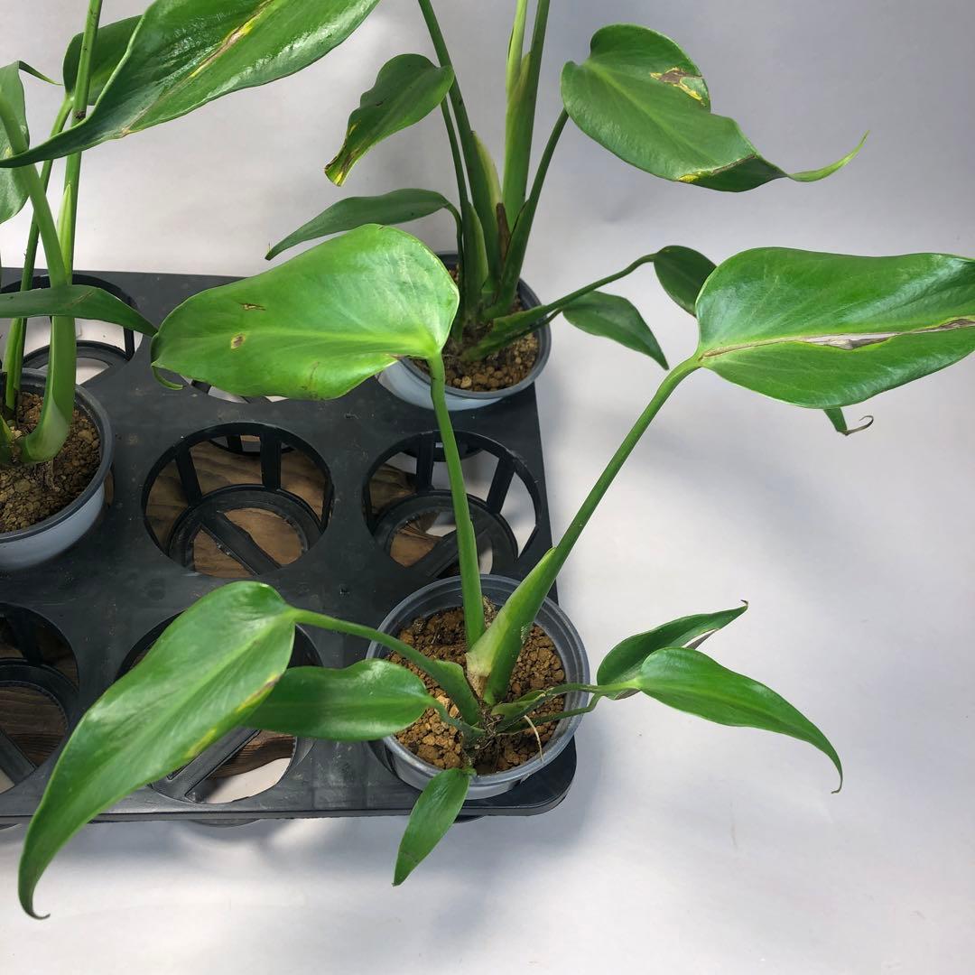 5株セットms58訳ありモンステラ バールマルクスフレーム - メルカリ