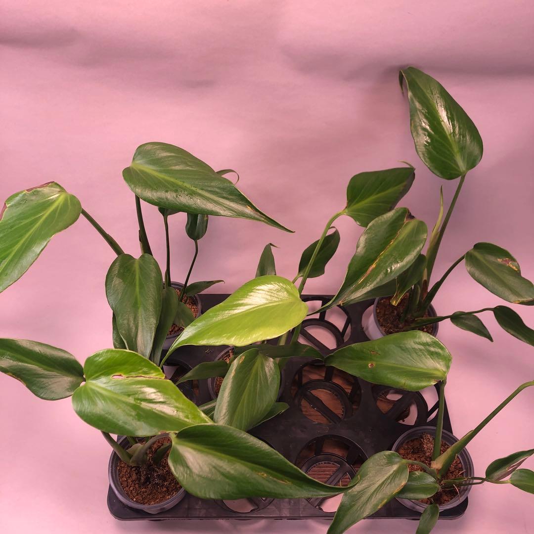 5株セットms58訳ありモンステラ バールマルクスフレーム - メルカリ