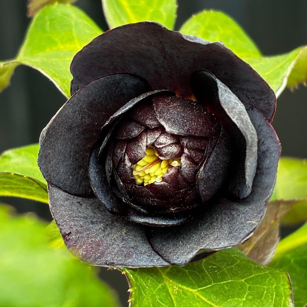 ま*こ様 3554☘️ラスト2☘️蕾花付☘️親株☘️特大7号⭐️黒タグ付(入手時