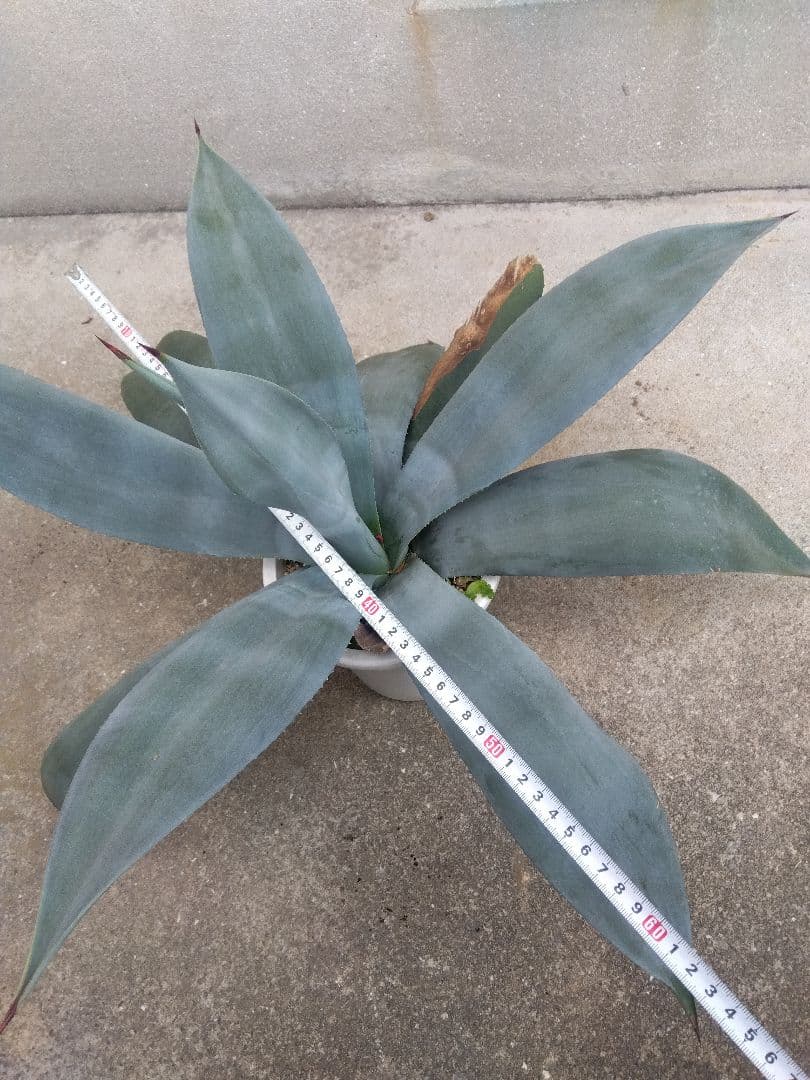 ☆JUN☆同梱価格　 ウェベリー　40＆70センチ