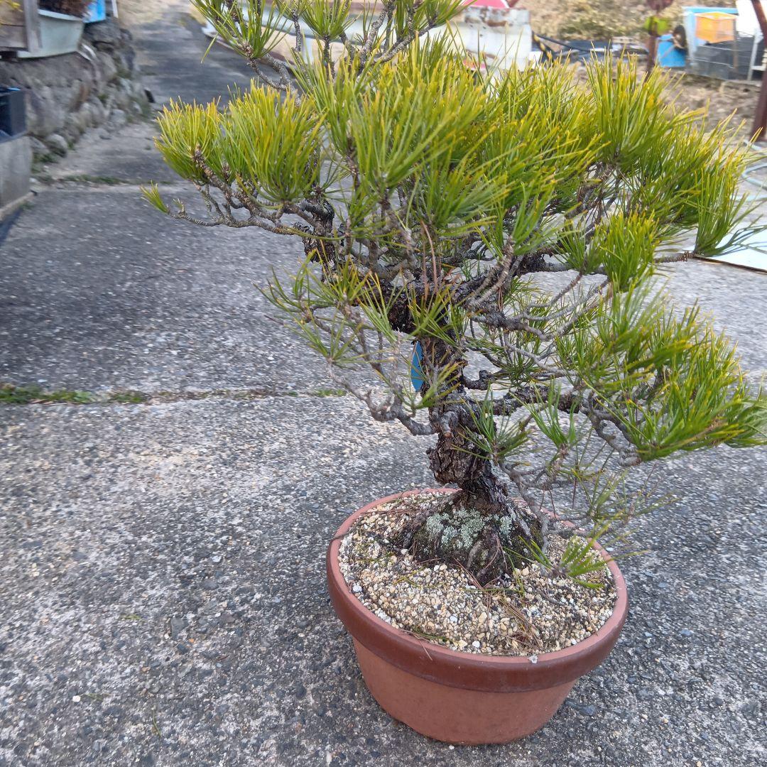 黒松（山木かなり年数持ち込み古い） - メルカリ