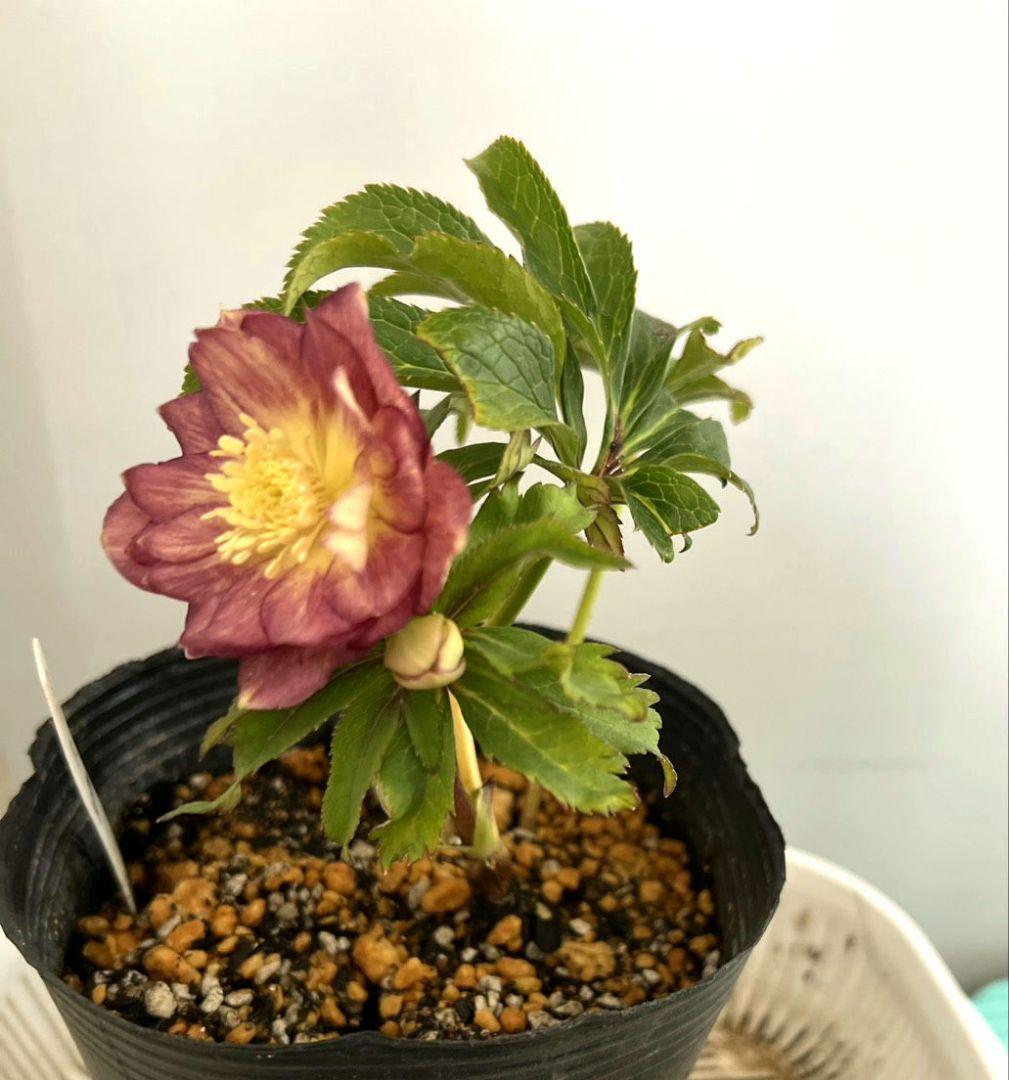 クリスマスローズ 広瀬園芸さん オーレア dd 苗 - メルカリ