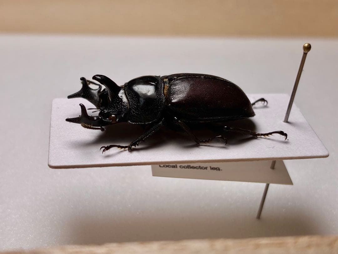 昆虫標本 レア種 大型カザリツノクワガタ 28mm - メルカリ