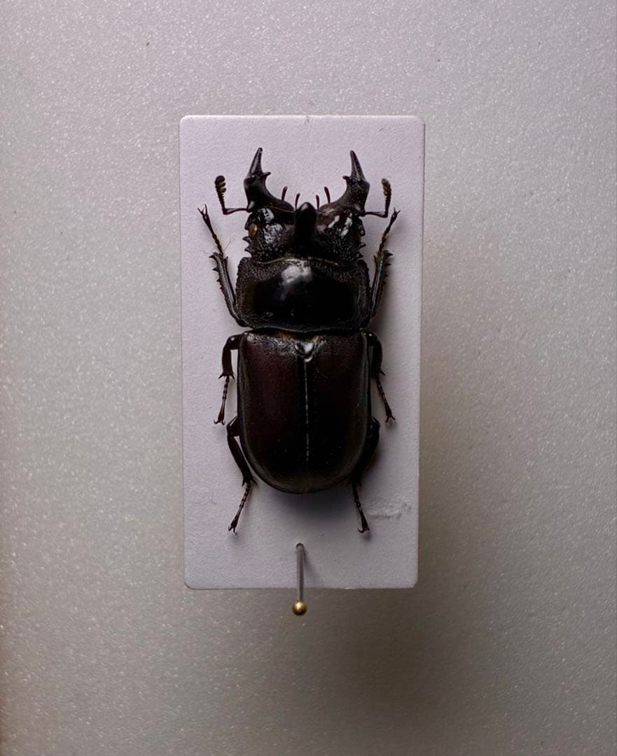 昆虫標本 レア種 大型カザリツノクワガタ 28mm - メルカリ
