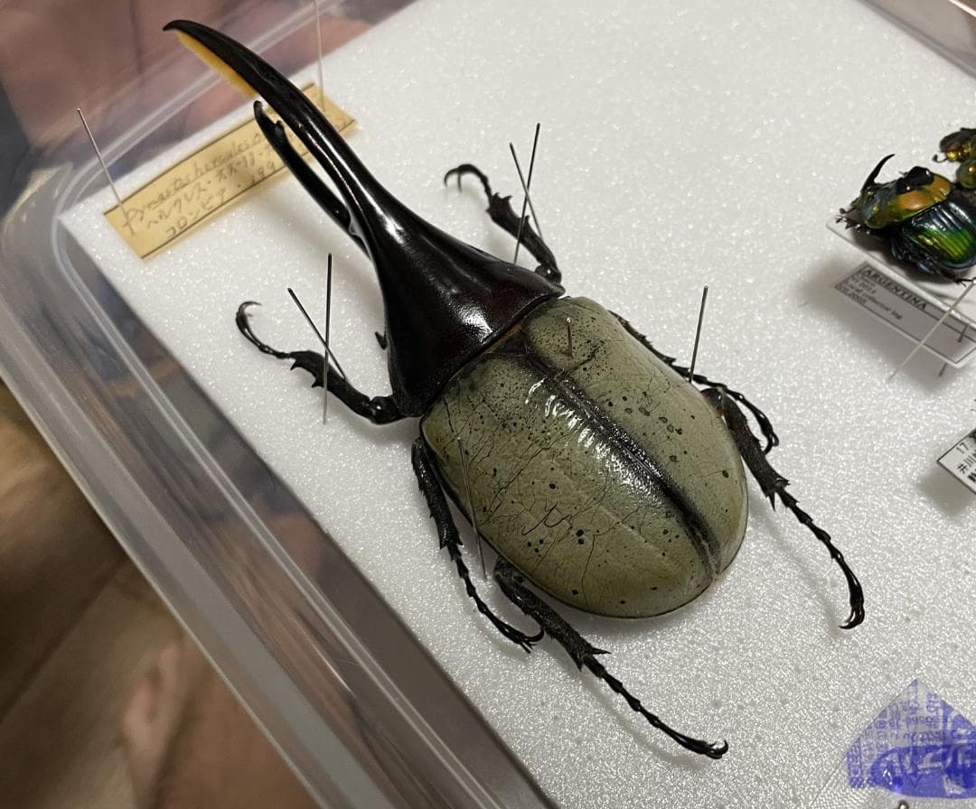 ヘラクレスオオカブト ブルー 標本 野外品 - メルカリ