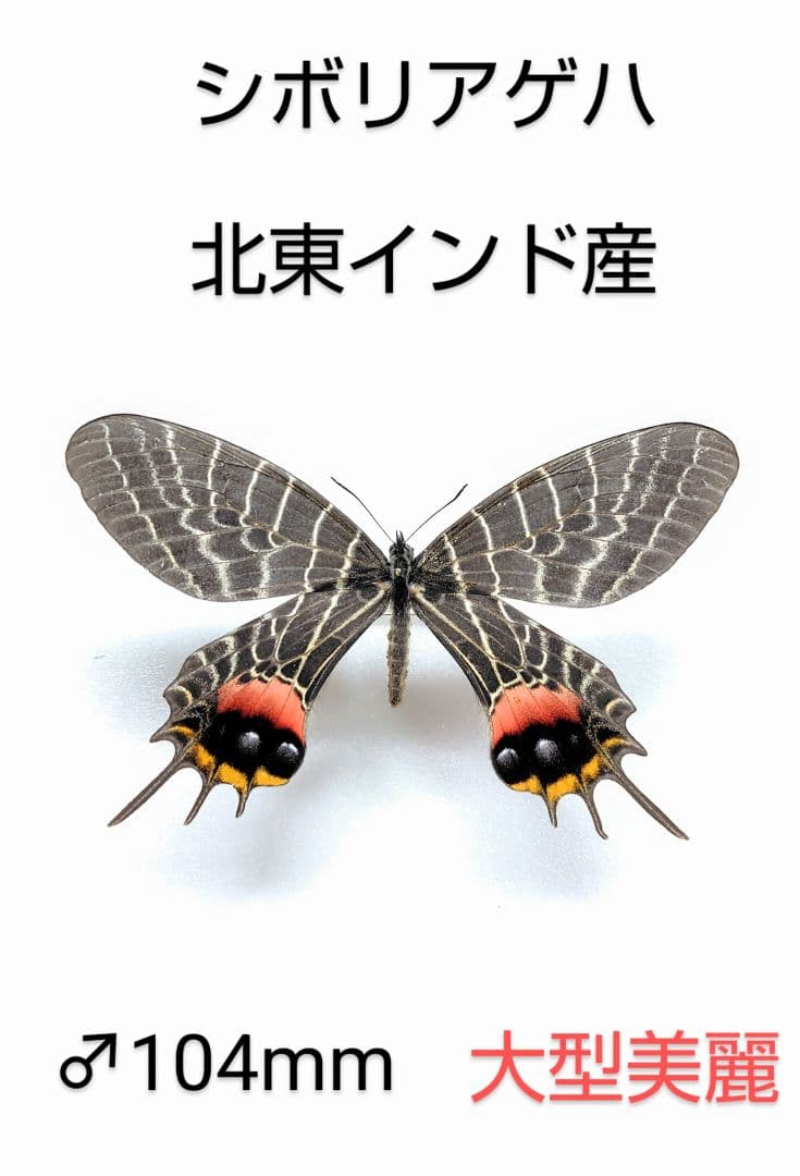 シボリアゲハ ♂標本★北東インド産★大型美麗個体★この産地この状態少♂104mm シボリアゲハ ♂標本☆北東インド産☆大型美麗個体☆この産地この状態