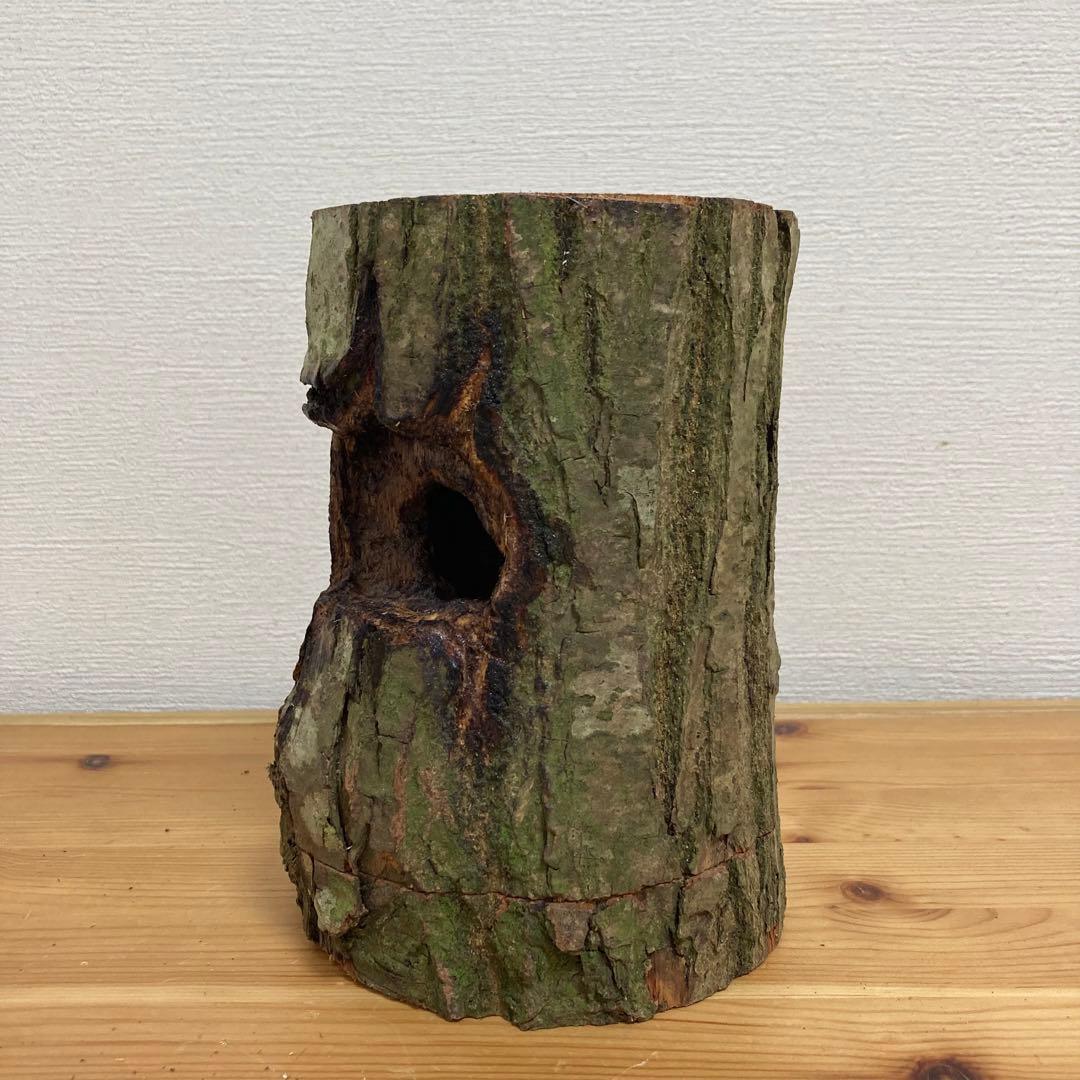 クワガタ隠れ家、樹洞、クワリウム、クワガタテラリウム、登り木、えさ