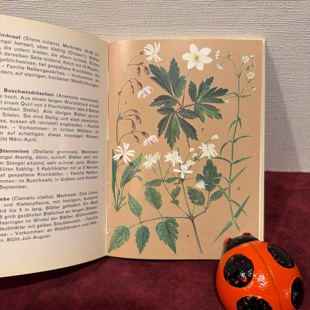 224⑨1973年ドイツ語植物図鑑 洋書古書 ジャンクジャーナル ボタン
